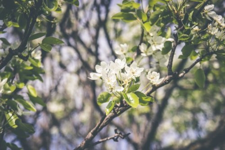 Spring Time